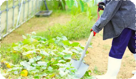 写真：貸農園